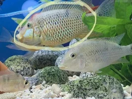 Aggressive fish