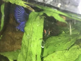 Red streaks on gills and face
