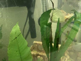MYSTERY SNAIL NOT STICKING TO ANYTHING AND UNABLE TO COME OUT OF SHELL