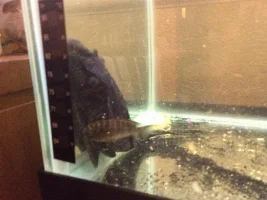 Need To Identify This Fish