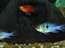 New Platy...and new ???....and rams...