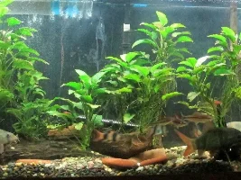 Clown loaches