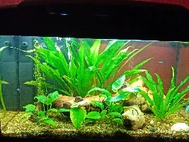 Can't vacuum the gravel