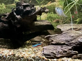Crenuchus spilurus, ( sail fin tetras ) my journey...