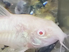 Albino Bristlenose Pleco has red sores on his head