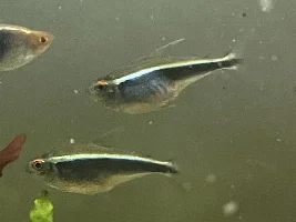 Fat, Sick or Pregnant Black Neon Tetra?