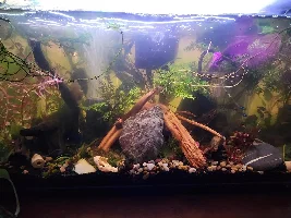 10 Gal 2.0: The Rescape!