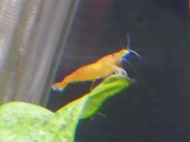 Shrimps