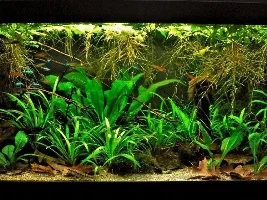 Low-tech tank - Can I do it?