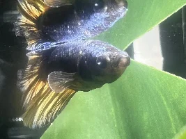 Help! Disease or stress?