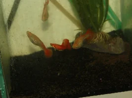 Black eyed full red guppies...