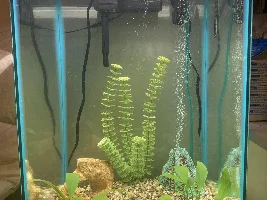 Calling all fish tank decorators!