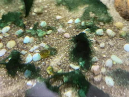 Anyone know what algae this is?
