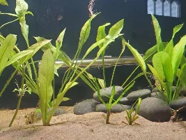 Planted 40g Aquarium Journal