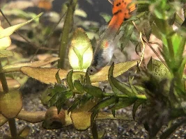 New Light and Cute fish&snails