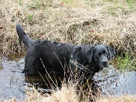 Dog question 9with a sad start)