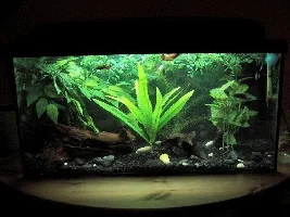 My new Female Betta tank