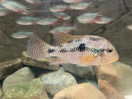 Help Identifying Species