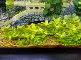 ID this Algae?