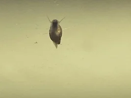 Pest snails?