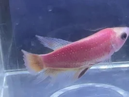 Hi! New to the forum!
