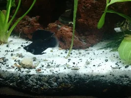 What Type Of  Livebearers Do You Keep,