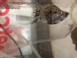 What is the gender of my Dalmatian lyre tail balloon molly?