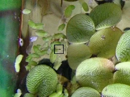 Honey Gourami Sex (gourami noob)