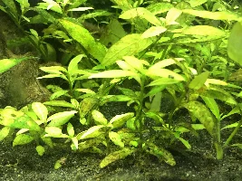 Serious Algae/Cyanobacteria Problem