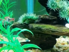 fin rot and red/brown bump
