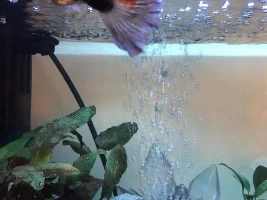 I don’t know what’s going on with my guppy’s tail