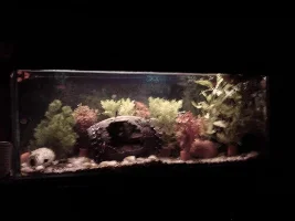 How Has Your Tank Evolved In Pictures....?