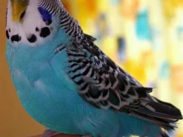 Goodnight Little Birdie