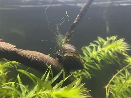 Anyone have Zebra Nerites? Post a picture next to a humbug mint!