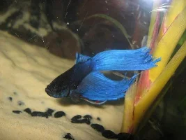 My Cube (Ish) Tank