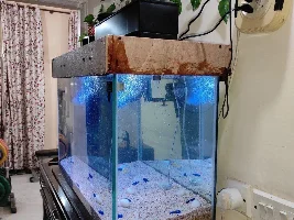 My extreme DIY journey from rookie to almost pro. Low Iron glass aquarium/sump. Anoxic Filtration System. Dr. Kevin Novak.