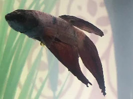 Betta Sick?