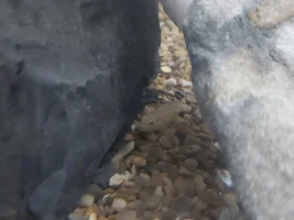 Help a noob i identify his cichlids