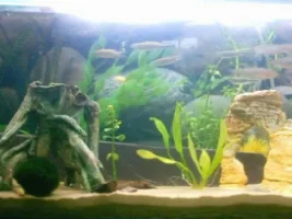 37 gallon tank