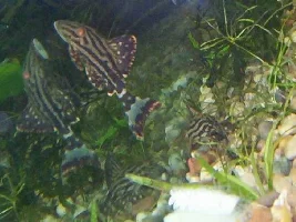 My planted 180