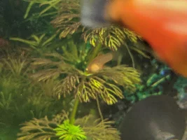 My Platy fry