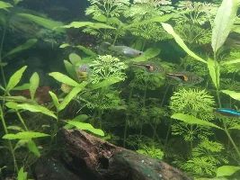 Mystery guppie deaths