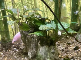 anubias, anubias, anubias...