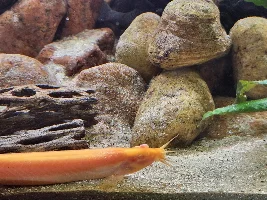 Help identifying lump on dojo loach