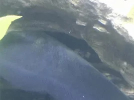What is this on my Blackghost Knife Fish?