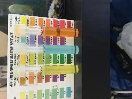 Help! Betta Dying!