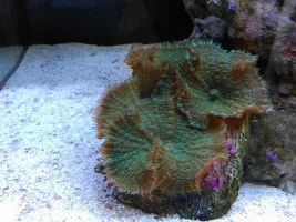 New 90 Litre Saltwater.