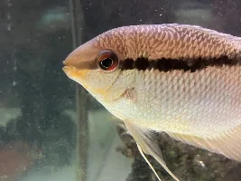 South American Cichlid Photos