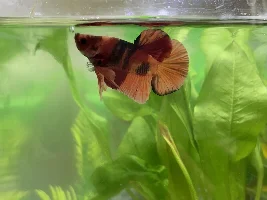 Vote Now! - June 2022 Fish of the Month Contest (Bettas)