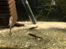 Best approach for a corydoras quarantine